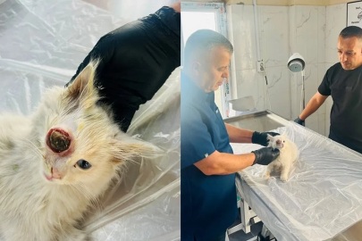 Gözü dışarı çıkan kedi başarılı ameliyatla sağlığına kavuştu
