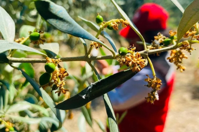 Salihli’de zeytin güvesi alarmı

