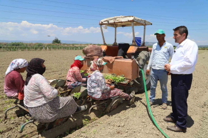 Saruhanlı’da tütün mesaisi başladı
