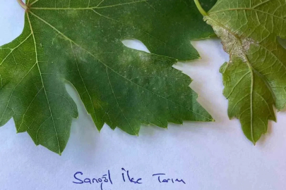 Sarıgöl’de bağcılar için salkım güvesi uyarısı
