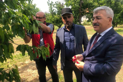 Akşehir Kirazı’nın geleceği sahada değerlendirildi
