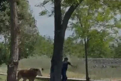 Elazığ’da sahibinden kaçan dana paniğe neden oldu
