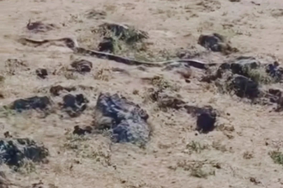 Diyarbakır’da yaklaşık 3 metre uzunluğunda yılan görüntülendi
