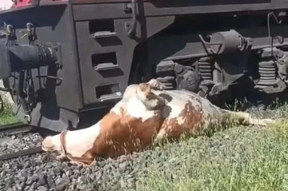 Tren çarpması sonucu raylara sıkışan ineğin telef olmaması için saniyelerle yarıştılar
