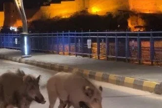 Turizm kentlerini istila eden domuz sorunu her geçen gün büyüyor

