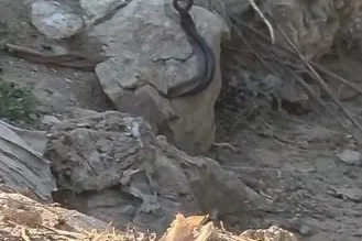 Yılanların çiftleşme dansı kamerada

