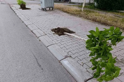 Patnos’ta yeni dikilen 15 ağaca zarar verildi
