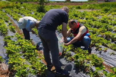 Beyşehir’de çilek hasadı öncesi pestisit denetimleri
