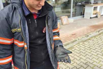 Yaralı yarasa koruma altına alındı
