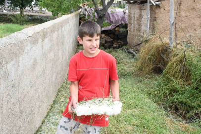 Dolu ve sel vurdu, hasada günler kala arpa tarlaları zarar gördü
