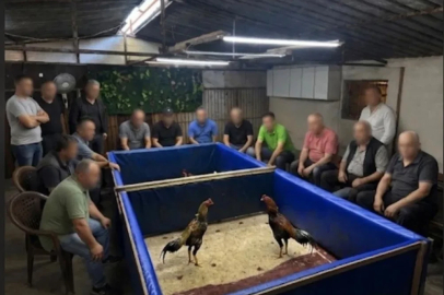 İzmir’de horoz dövüşü operasyonu: Çiftlik mühürlendi, 130 bin lira ceza kesildi
