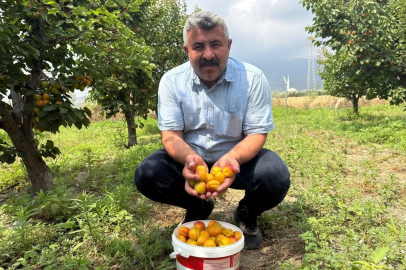 Ziraat mühendisinin tavsiyesiyle diktiği kayısıdan 6 yıldır ürün alıyor
