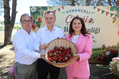 Osmancalı Çileği’nin ilk hasadı şenlikle yapıldı
