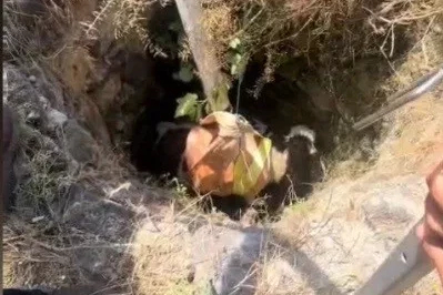 Osmaniye’de 4 metrelik kuyuda mahsur kalan buzağıyı itfaiye kurtardı
