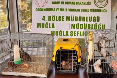 Muğla’da CİMER’e yapılan şikayet, kaçak hayvan ticaretini ele verdi
