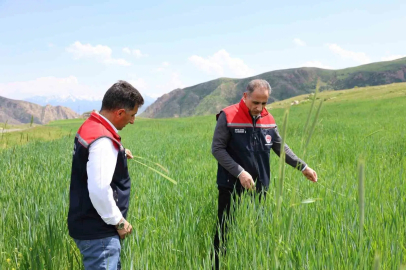 Kars’ta fenolojik gözlem çalışmaları sürüyor
