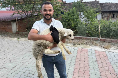 Tokat’ta sağlık personelinden yaralı kuzuya tüm teşekküllü müdahale
