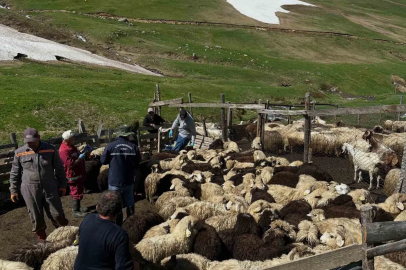Aydıntepe’de küçükbaş hayvanlarda aşılama ve küpeleme çalışmaları sürüyor
