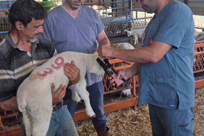 Bozdoğan’da hayvan sağlığı ekipleri sahada
