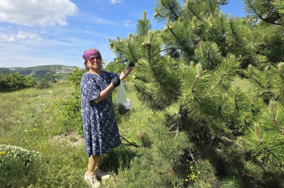 Yozgat’ta kozalağın reçeli ve sirkesinden sonra şimdi de turşusu yapıldı
