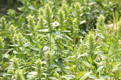 Kahramanmaraş’ın nadir endemik türü Eskimayasıl çiçek açtı
