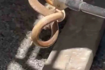 Iğdır’da eve giren yılan paniğe neden oldu
