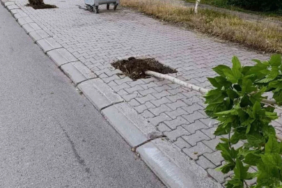 Patnos’ta ağaçlara zarar veren şüpheli yakalandı
