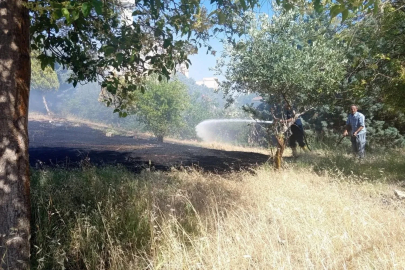Reyhanlı’da zeytinlik yangını
