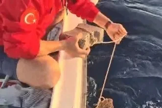 Böyle vicdansızlık görülmedi: "Deniz kaplumbağasının ayağına kaldırım taşı bağlamışlar"
