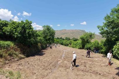 Batman’da pirinç ekimi başladı
