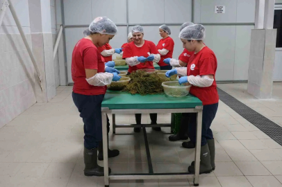Tarımsal Ürün Fabrikası ile kadınlar üretiyor Efeler kazanıyor
