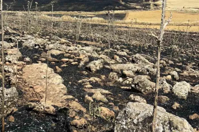 Diyarbakır’da yüzlerce dönüm ekili alan kül oldu
