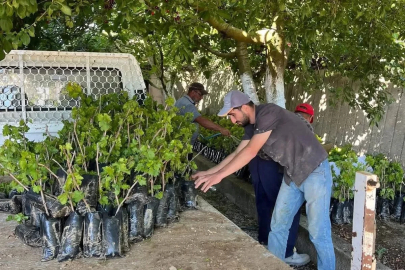 İki kardeşten üzüm üretimine milyonluk katkı

