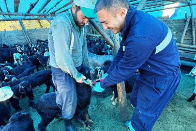Simav’da küçükbaş hayvanlara aşılama ve küpeleme çalışması
