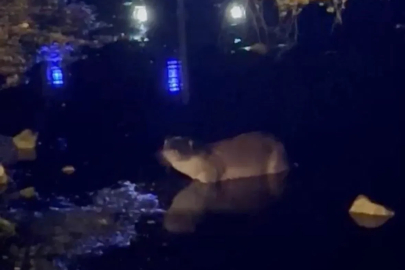 Gece saatlerinde göl kıyısında su samuru görüntülendi
