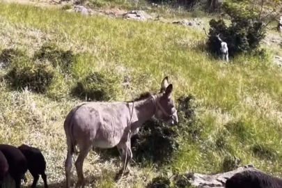 Elazığ’da sürüden ayrılan eşeği dronun sesi geri getirdi
