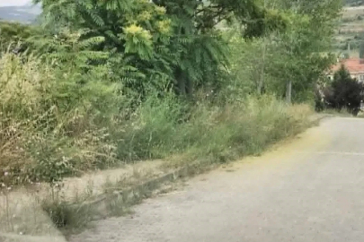 Kaldırımları otlar kaplayınca vatandaşların yılan korkusu başladı
