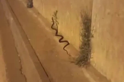 Diyarbakır’da dev yılan paniği
