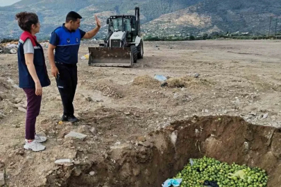 Bozdoğan’da hastalıklı ilekler imha edildi
