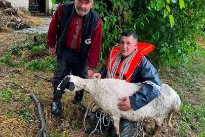 Yoğun yağış nedeniyle suda mahur kalan koyun kurtarıldı

