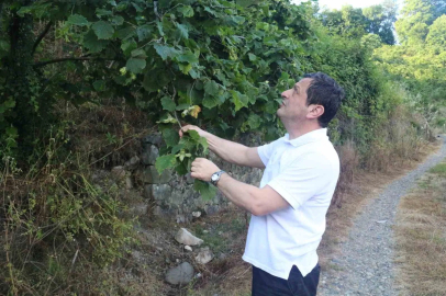 Fındıkta rekolte umudu yüksek, kokarca riski ise sürüyor
