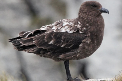 Avustralya ana karasında ilk H5N1 kuş gribi vakası şüphesi
