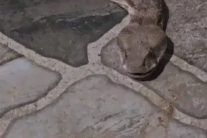 Balkona çay içmeye çıktı, karşısında dev yılanı görünce donakaldı
