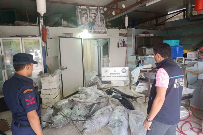 Antalya’da avlanması ve satışı yasak olan 603 kilogram balığa el konuldu
