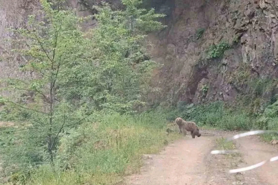 Ayı ve üç yavrusu yolda görüntülendi
