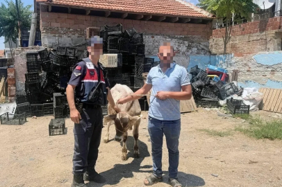 Ahırdan çalınan büyükbaş hayvan bulundu
