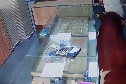 Sahibinden kaçan dana kuyumcu dükkânına girdi
