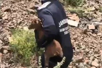 JAK dalgıçları sarp yamaçta mahsur kalan yavru keçiyi kurtardı
