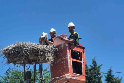 Tekirdağ’da Leylek Festivali
