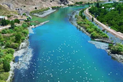 Martılar, Murat Nehri’nde görsel şölen oluşturdu

